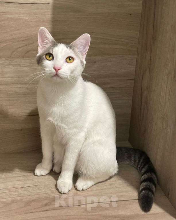 Кошки в Москве: Елисей ищет дом Мальчик, Бесплатно - фото 2