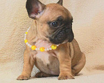 Собаки в Москве: Французский бульдог,девочка Девочка, 130 000 руб. - фото 1