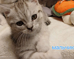 Кошки в Москве: Шотландский котенок Мальчик, 10 000 руб. - фото 2
