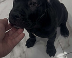 Собаки в Москве: Щенок кане-корсо Девочка, 80 000 руб. - фото 4