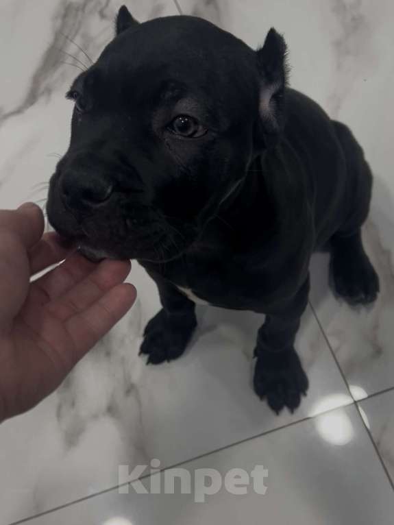 Собаки в Москве: Щенок кане-корсо Девочка, 80 000 руб. - фото 4