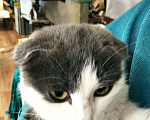 Кошки в Ефремове: Котенок в добрые руки Девочка, 100 руб. - фото 3