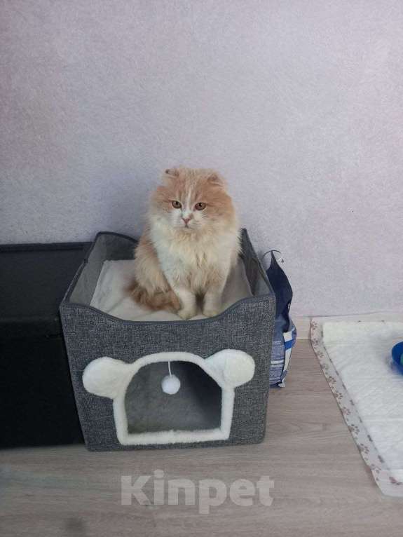 Кошки в Москве: В ожидании рождественского чуда ласковый мальчишка Басик Мальчик, Бесплатно - фото 4