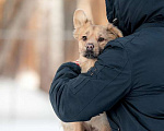 Собаки в Москве: Маленькая метис спаниеля Эльза в добрые руки Девочка, Бесплатно - фото 3