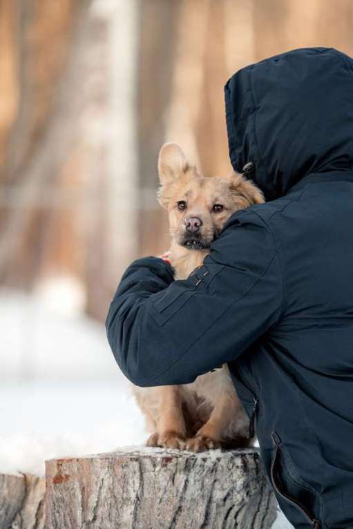 Собаки в Москве: Маленькая метис спаниеля Эльза в добрые руки Девочка, Бесплатно - фото 3
