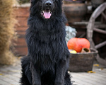 Собаки в Воронеже: Подрощенный чёрный кобель Мальчик, 80 000 руб. - фото 1