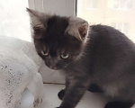 Кошки в Воронеже: Отдам в добрые руки котика Мальчик, Бесплатно - фото 2