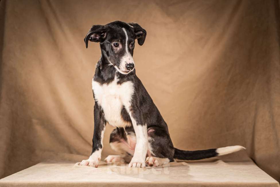 Собаки в Клине: Нуара — бойкая собачка Мальчик, Бесплатно - фото 2