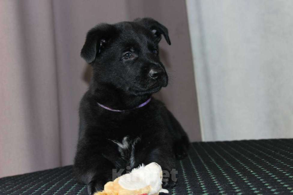 Собаки в Красноярске: Щенок ВЕО Норд Стар Мальчик, Бесплатно - фото 4