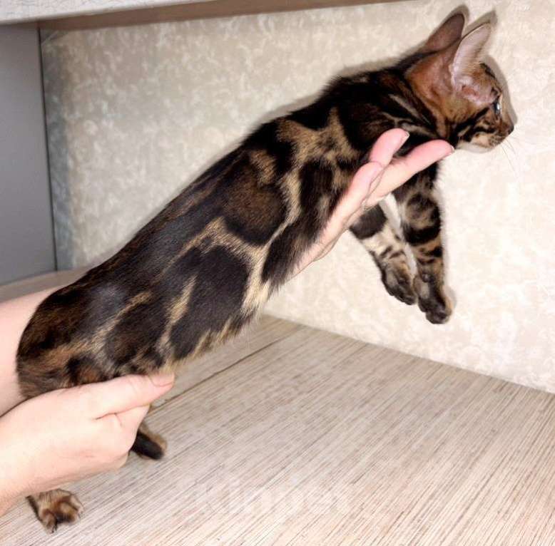 Кошки в Москве: Клубные бенгальские котята - мальчик Мальчик, 55 000 руб. - фото 1