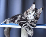 Кошки в Москве: Котёнок мейн-кун Veyron Molly — голубоглазая принцесса с плюшевыми щёчками и королевскими кисточками Девочка, 150 000 руб. - фото 2