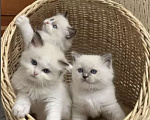 Кошки в Уфе: Рэгдолл очаровательные детки Девочка, 35 000 руб. - фото 1