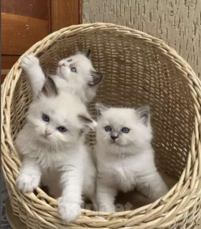 Кошки в Уфе: Рэгдолл очаровательные детки Девочка, 35 000 руб. - фото 1