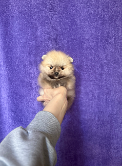 Мини малышка