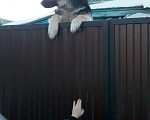 Собаки в Оренбурге: Красавец мужчина на вязку, Бесплатно - фото 3