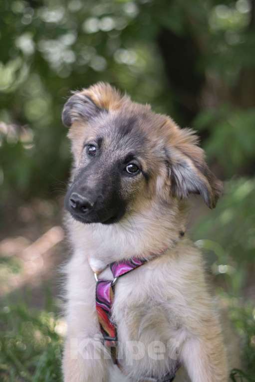 Собаки в Москве: красивый щенок в добрые руки Мальчик, Бесплатно - фото 4