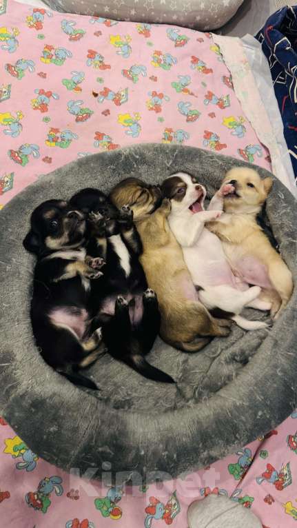 Собаки в Уфе: Очаровательные щенки длинношерстного чихуахуа — мальчики с документами Мальчик, 45 000 руб. - фото 9