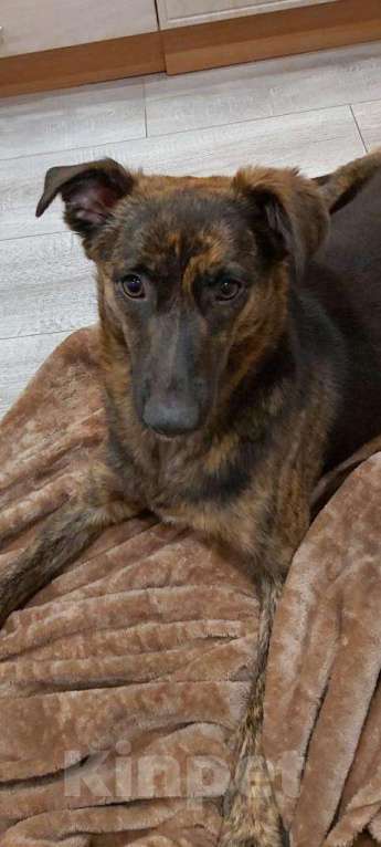 Собаки в Москве: ТИГРУША -ТИГРОВАЯ СОБАЧКА Девочка, Бесплатно - фото 3