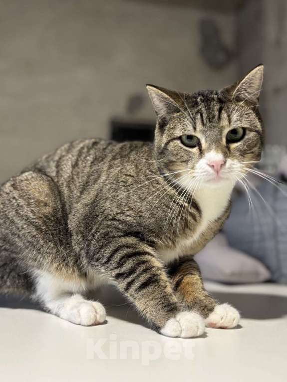 Кошки в Санкт-Петербурге: Лёха ищет дом Мальчик, Бесплатно - фото 3