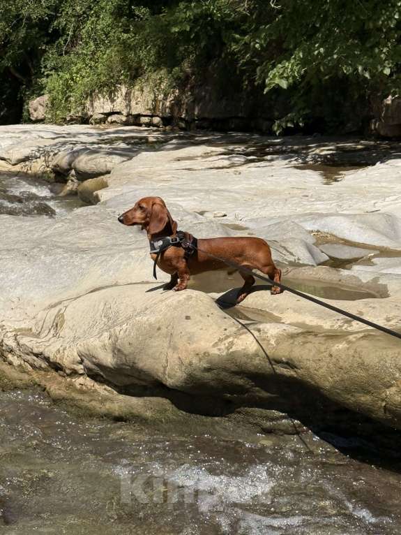 Собаки в Воронеже: Кобель для вязки❗️ Мальчик, 2 000 руб. - фото 8