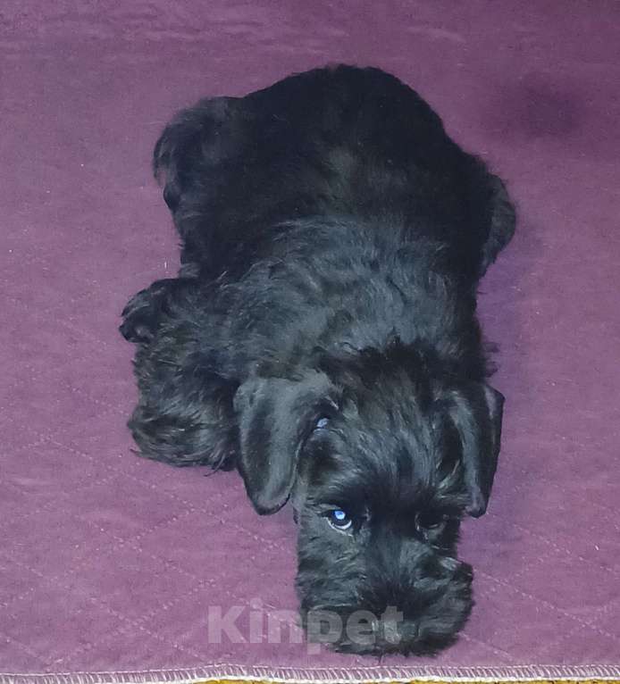 Собаки в Санкт-Петербурге: Четыре кобеля 2 окрасов Мальчик, 50 000 руб. - фото 8