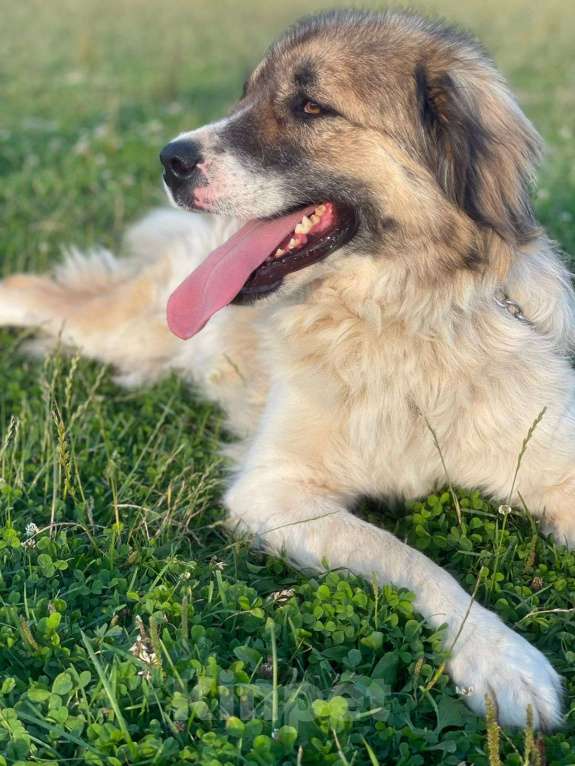 Собаки в Владимире: Метис кавказской овчарки Девочка, Бесплатно - фото 9