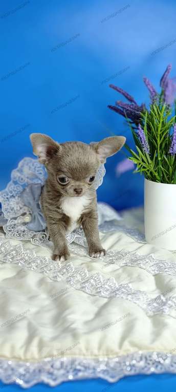 Собаки в Москве: Мини чихуахуа мальчик лилового окраса Мальчик, 50 000 руб. - фото 4