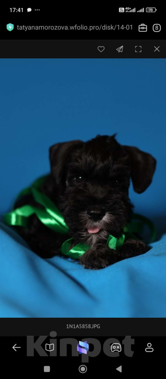 Собаки в Череповце: Аврора Лока  Девочка, 45 000 руб. - фото 2