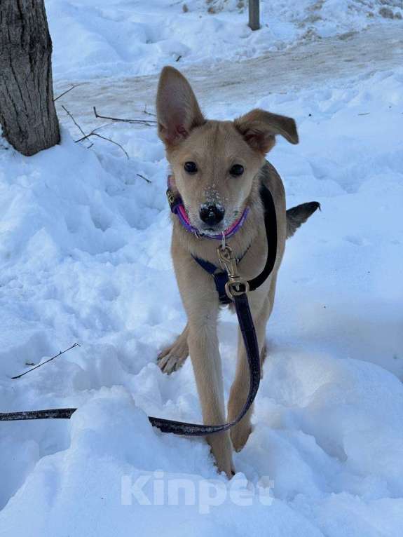 Собаки в Уфе: Щенок Девочка, 300 руб. - фото 3