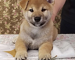 Собаки в Сыктывкаре: Щенок сиба Мальчик, 65 000 руб. - фото 1