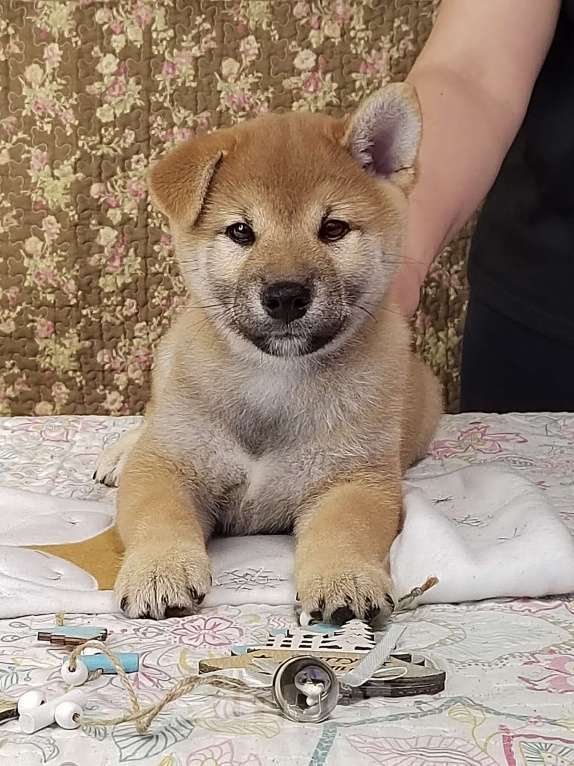 Собаки в Сыктывкаре: Щенок сиба Мальчик, 65 000 руб. - фото 1