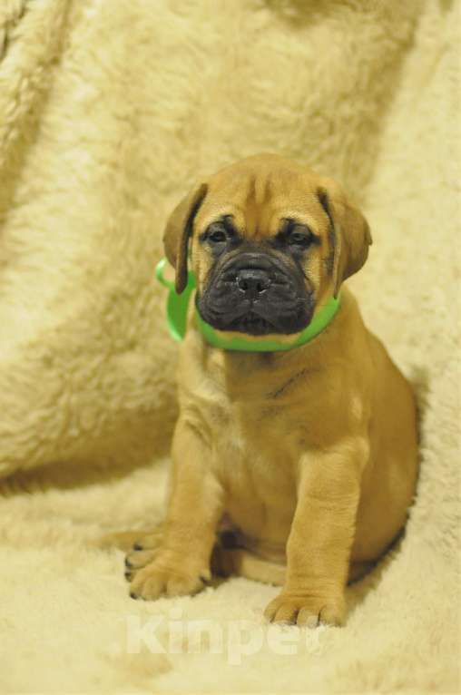 Собаки в Новосибирске: Великолепный щенок бульмастифа  Мальчик, Бесплатно - фото 2