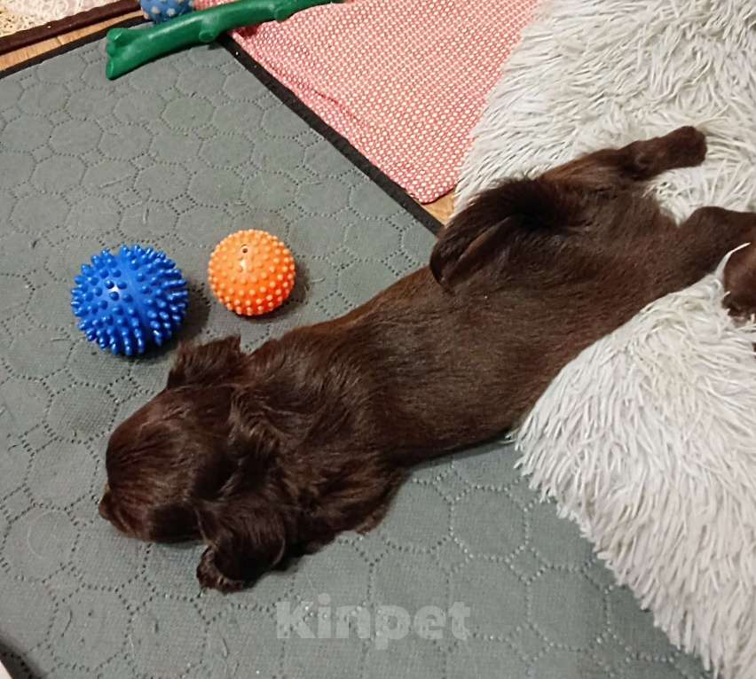 Собаки в Самаре: Чихуахуа шоколадные щенки Мальчик, 45 000 руб. - фото 7