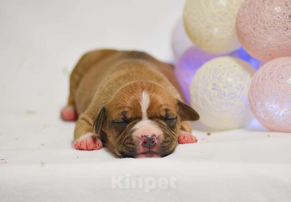 Собаки в Москве: Яркая красавица амстафф Девочка, 60 000 руб. - фото 1