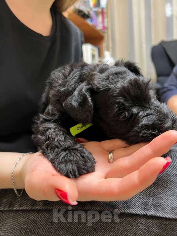 Собаки в Москве: керри блю терьер Мальчик, 60 000 руб. - фото 8