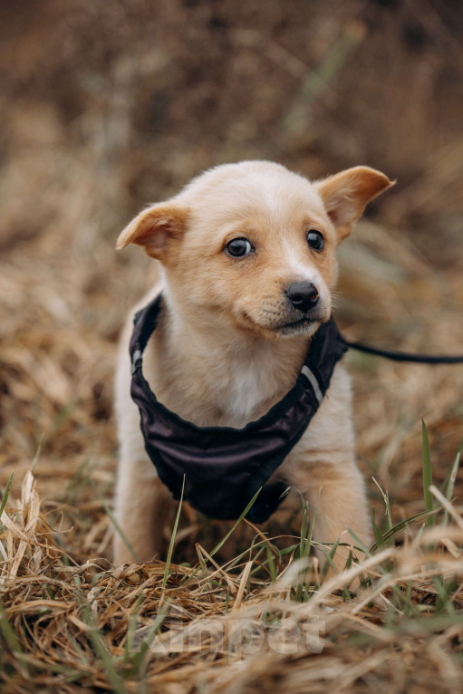 Собаки в Москве: Щенок в добрые руки Мальчик, Бесплатно - фото 3