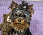 Собаки в Москве: Йоркширский терьер щенок мальчик Мальчик, 55 000 руб. - фото 8