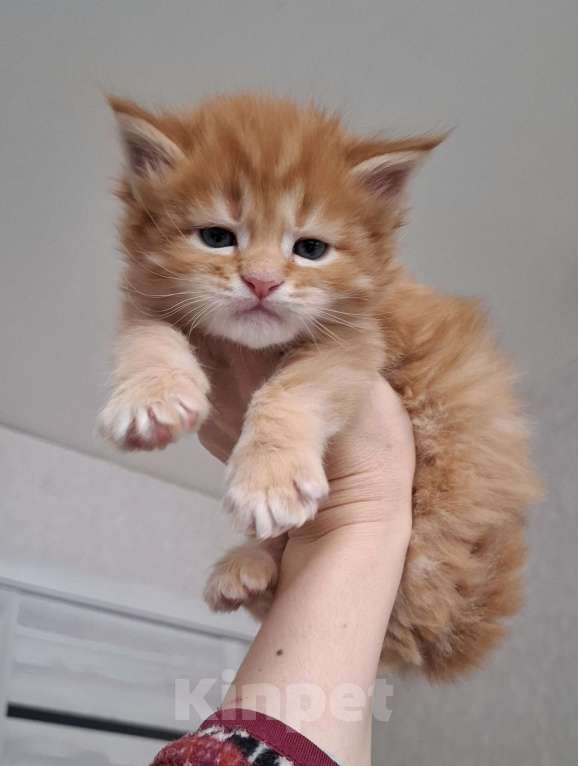 Кошки в Санкт-Петербурге: Мейн-куны от питомника Мальчик, 80 000 руб. - фото 1