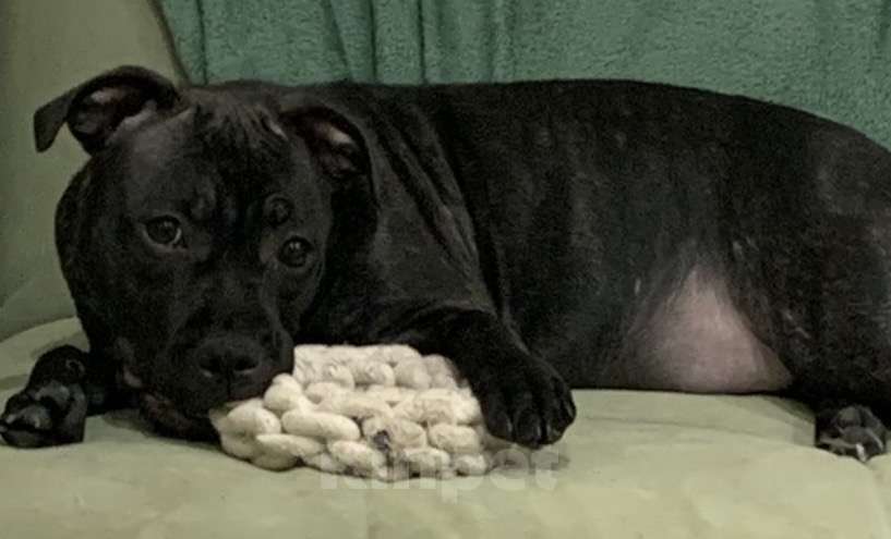 Собаки в Санкт-Петербурге: Щенки Стаффордширского бультерьера ( Англ.) Девочка, Бесплатно - фото 4