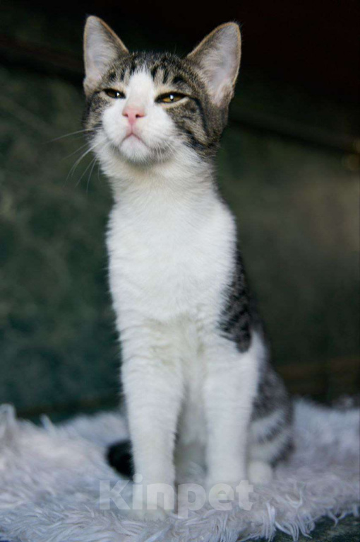 Кошки в Москве: Ласковый котенок в добрые руки Мальчик, Бесплатно - фото 5