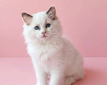Кошки в Пензе: Котёнок девочка породы Рэгдолл - Bella Девочка, 65 000 руб. - фото 1