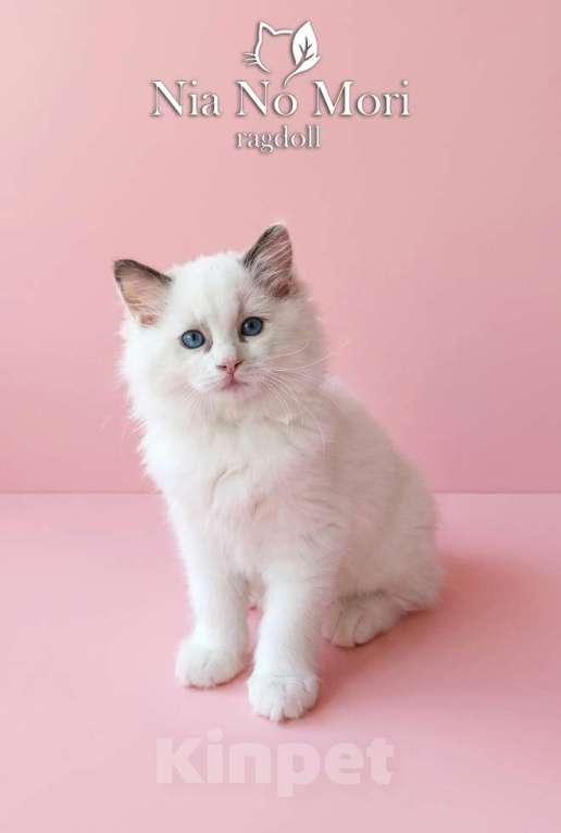 Кошки в Пензе: Котёнок девочка породы Рэгдолл - Bella Девочка, 65 000 руб. - фото 1
