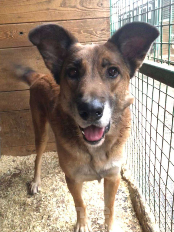 Собаки в Москве: Очаровательный ушастик Лёня из приюта Мальчик, Бесплатно - фото 1