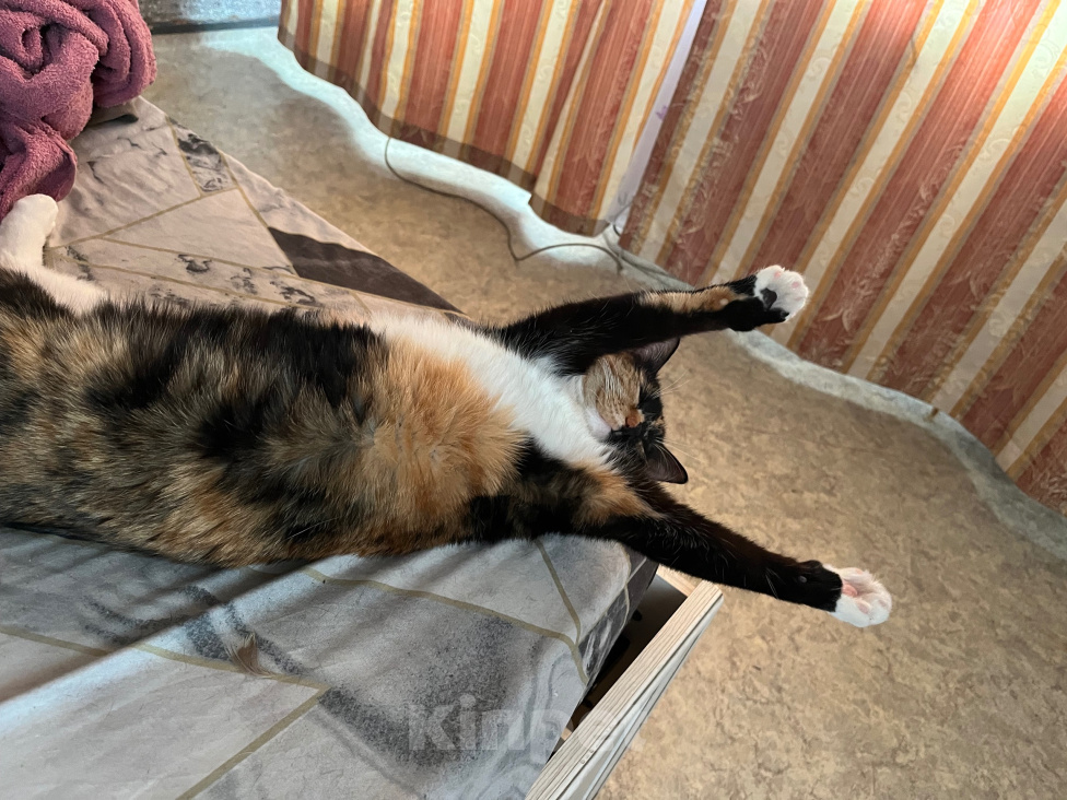 Кошки в Красноярске: Кошка в добрые руки Девочка, Бесплатно - фото 7