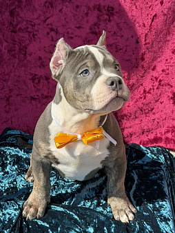 Булли щенок