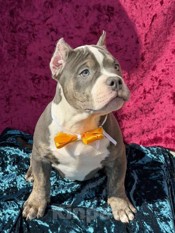 Собаки в Воронеже: Булли щенок Мальчик, 120 000 руб. - фото 1