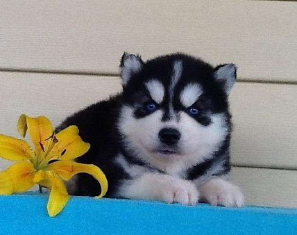 Хаски Щенки Разных окрасов