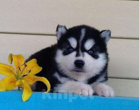 Собаки в Костроме: Хаски Щенки Разных окрасов Разнополые, Бесплатно - фото 1