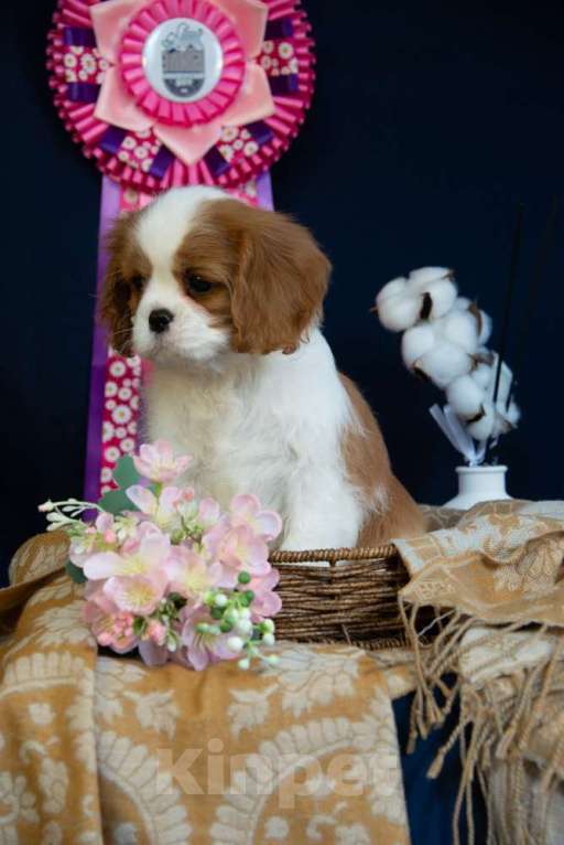 Собаки в Электростали: Девочка кавалер кинг чарльз спаниеля Девочка, Бесплатно - фото 2