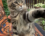 Кошки в других городах Ленинградской области: Котёнок мейн кун из питомника Мальчик, 45 000 руб. - фото 2